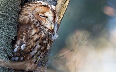 Gelezen in Stad+Groen: zo helpt de tool jóu