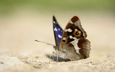 Stadswerk Gedragscodetool: nu officieel gelanceerd